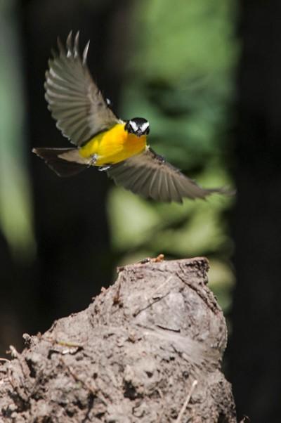 鳥鳳頭鸊鵜銀耳相思鳥